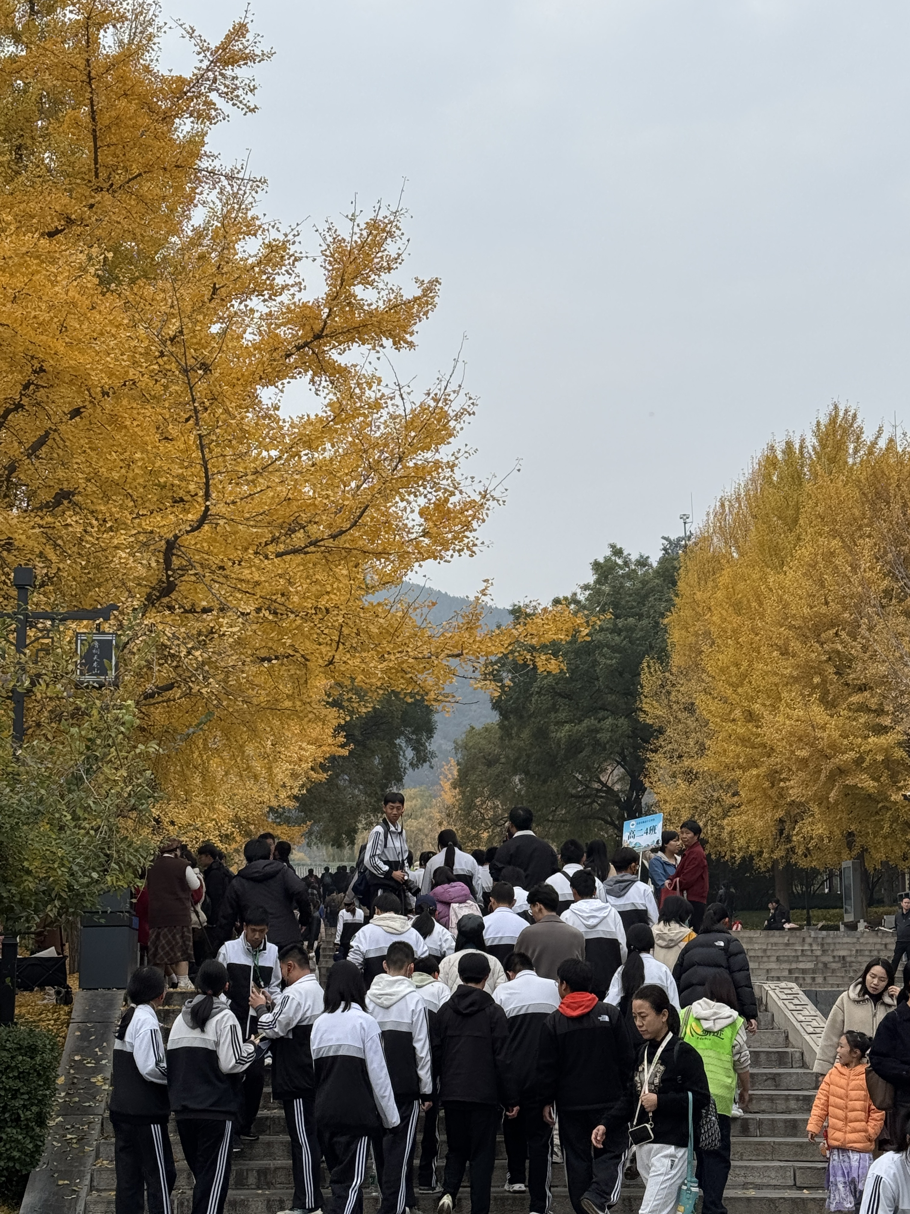 晋祠银杏 金叶满庭