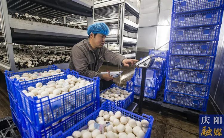 ▲甘农蘑力食用菌全产业链双孢菇标准化生产基地，工人在称重打包双孢菇。