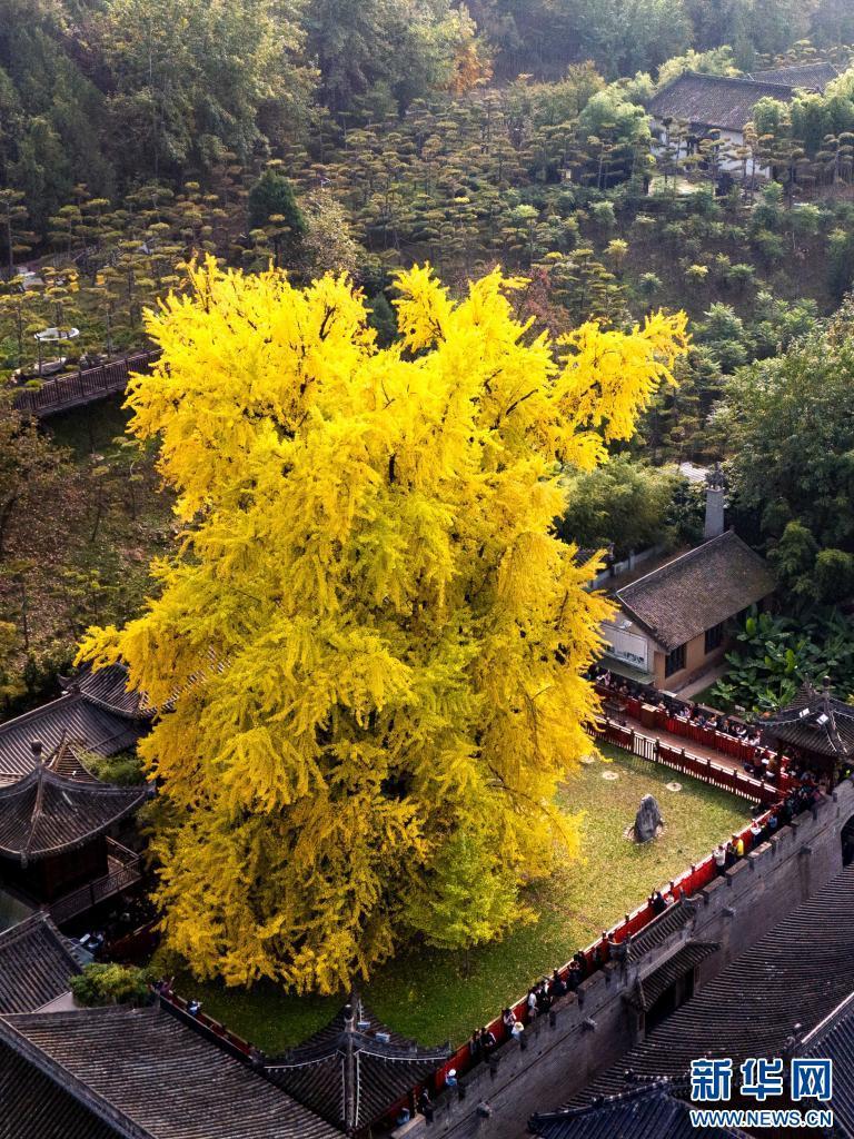 11月6日在西安市长安区古观音禅寺内拍摄的千年银杏树（无人机照片）。