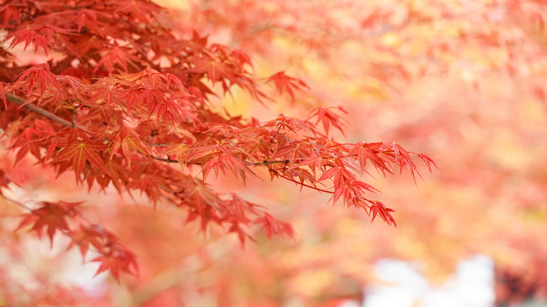 去有“枫”的青岛 让思绪随着枫叶的舞动而飘荡