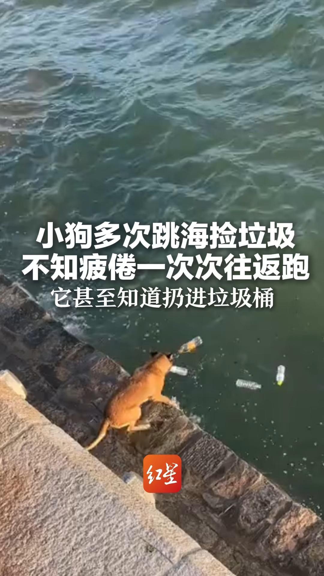 小狗多次跳海捡垃圾 不知疲倦一次次往返跑 它甚至知道扔进垃圾桶
