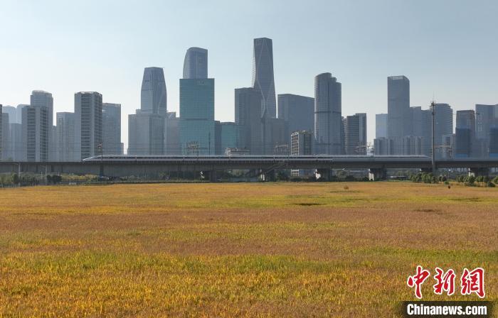 浙江杭州“CBD稻田”迎来丰收季