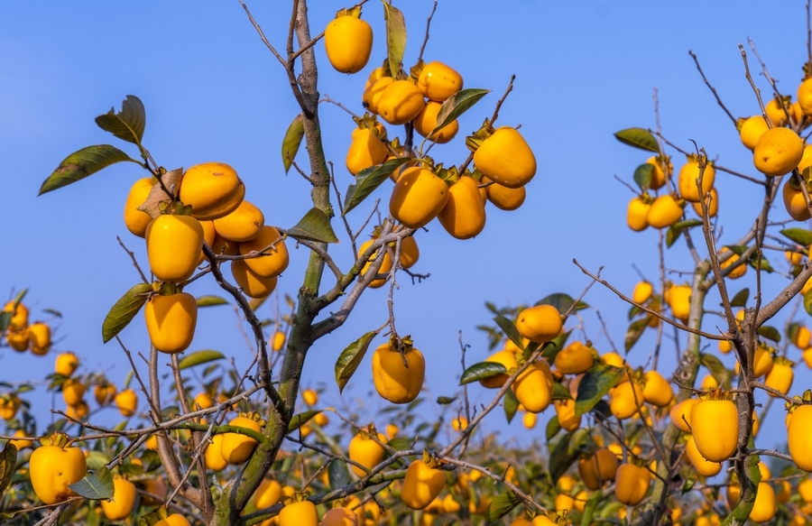 东港区大二岭村的柿子园内，阳光洒在柿子上，为秋日增添了一丝温暖。武爱民 摄