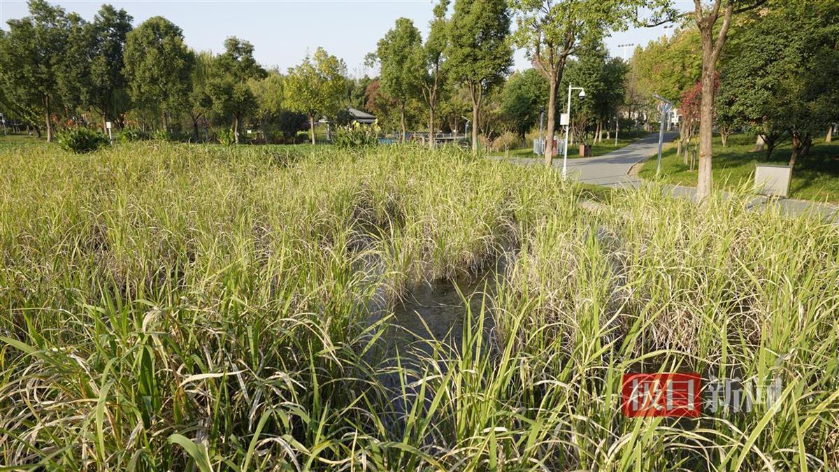 公园水生植物茂盛