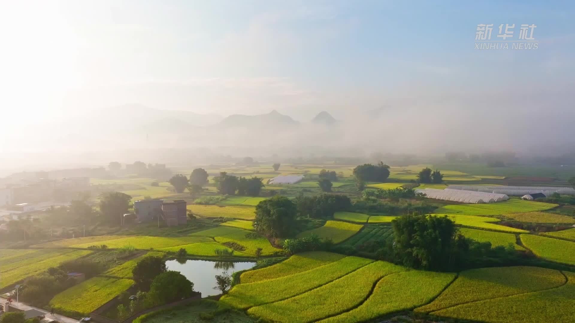 广东韶关：稻花香里看丰收