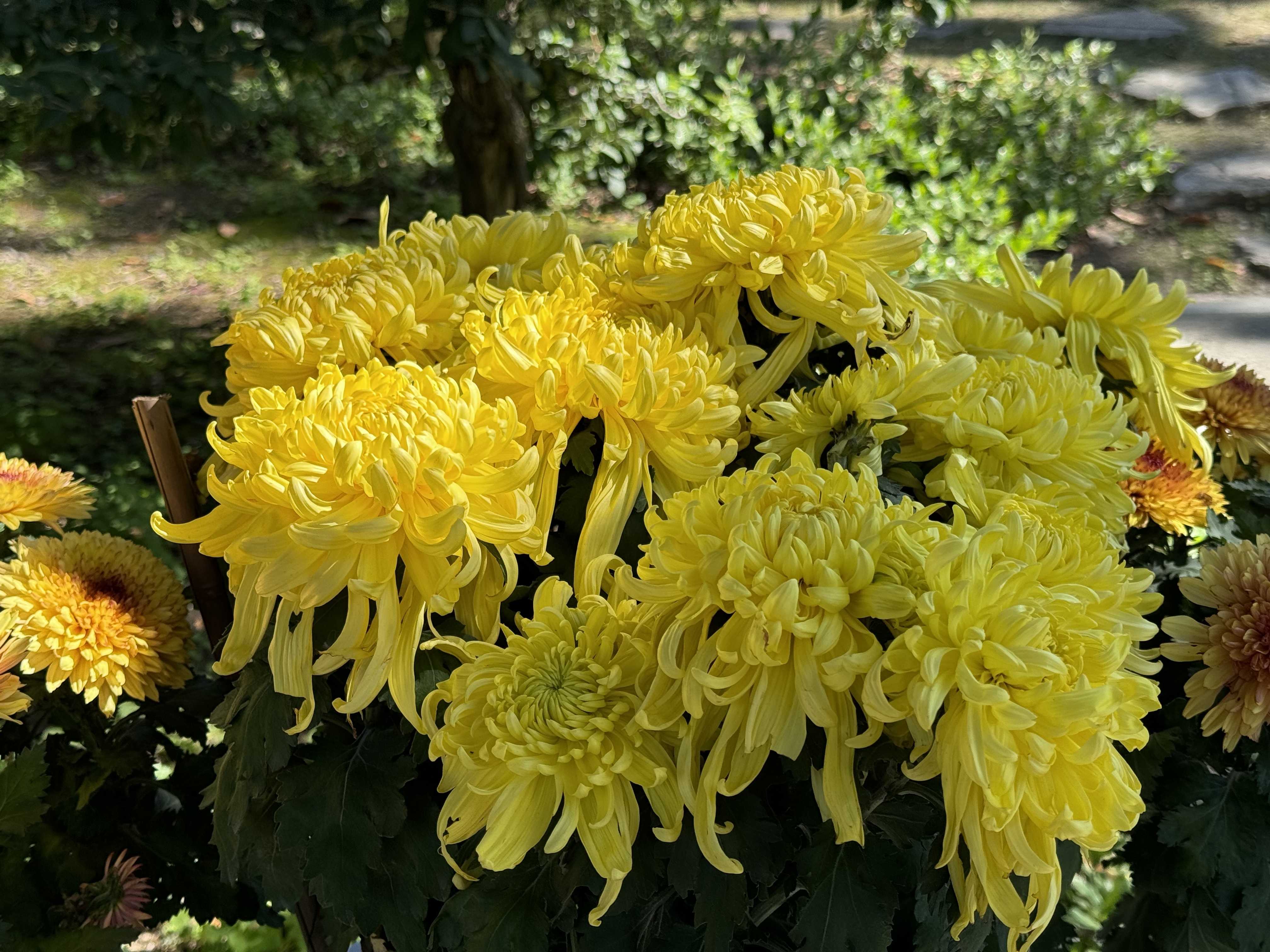 南京中山植物园多场科普展览面向公众开放
