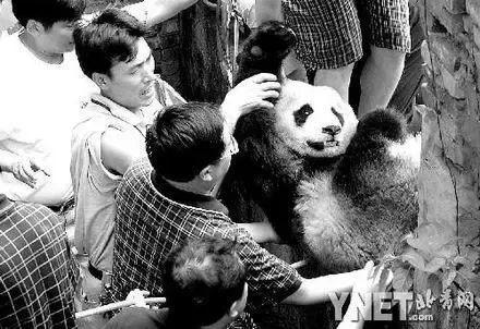 奋进中的“五大新城” | 青绿之间，建构都江堰美学新生活