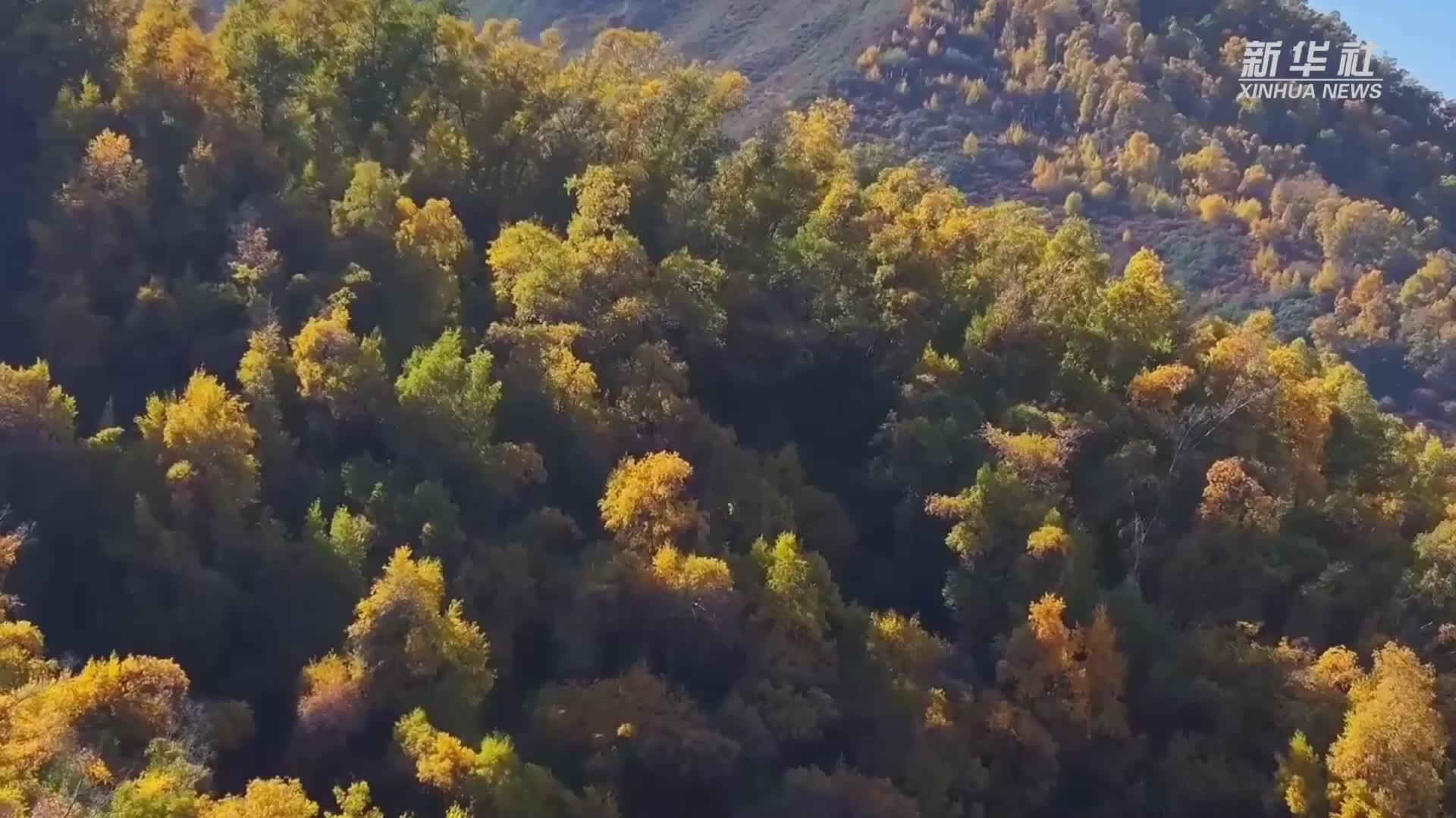 青海大通：山林秋景入画来