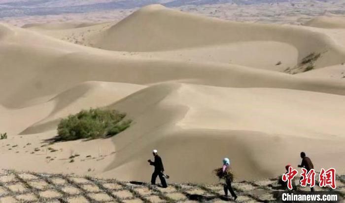 20世纪50至80年代，当地沙丘连绵、黄沙漫漫，当地村民在搭沙障。小纪汗林场 提供