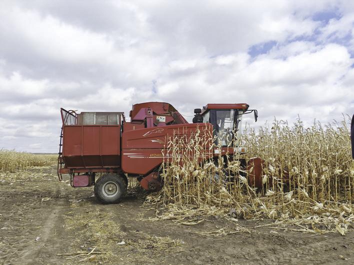 鑫乾农机服务专业合作社的玉米收割机正在田间进行收割作业。 姜阔 摄