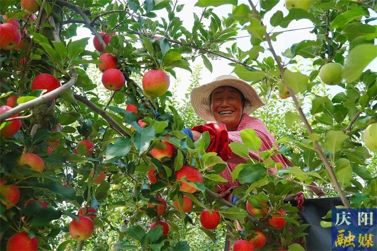 ▲宁县和盛镇众合种养殖农民专业合作社，村民采摘成熟的苹果。