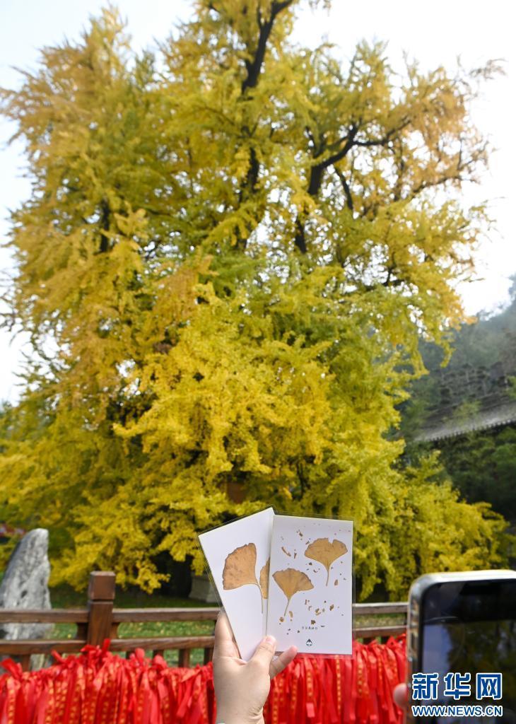 11月6日，游客在西安市长安区古观音禅寺内拍照打卡。