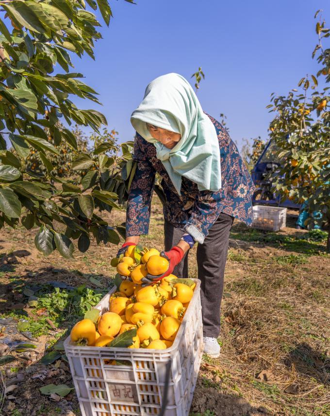 东港区大二岭村，果农们正在小心翼翼的将柿子装入果框。武爱民 摄