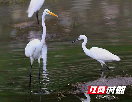 左边黄嘴为中白鹭，右边是小白鹭。（资料图）