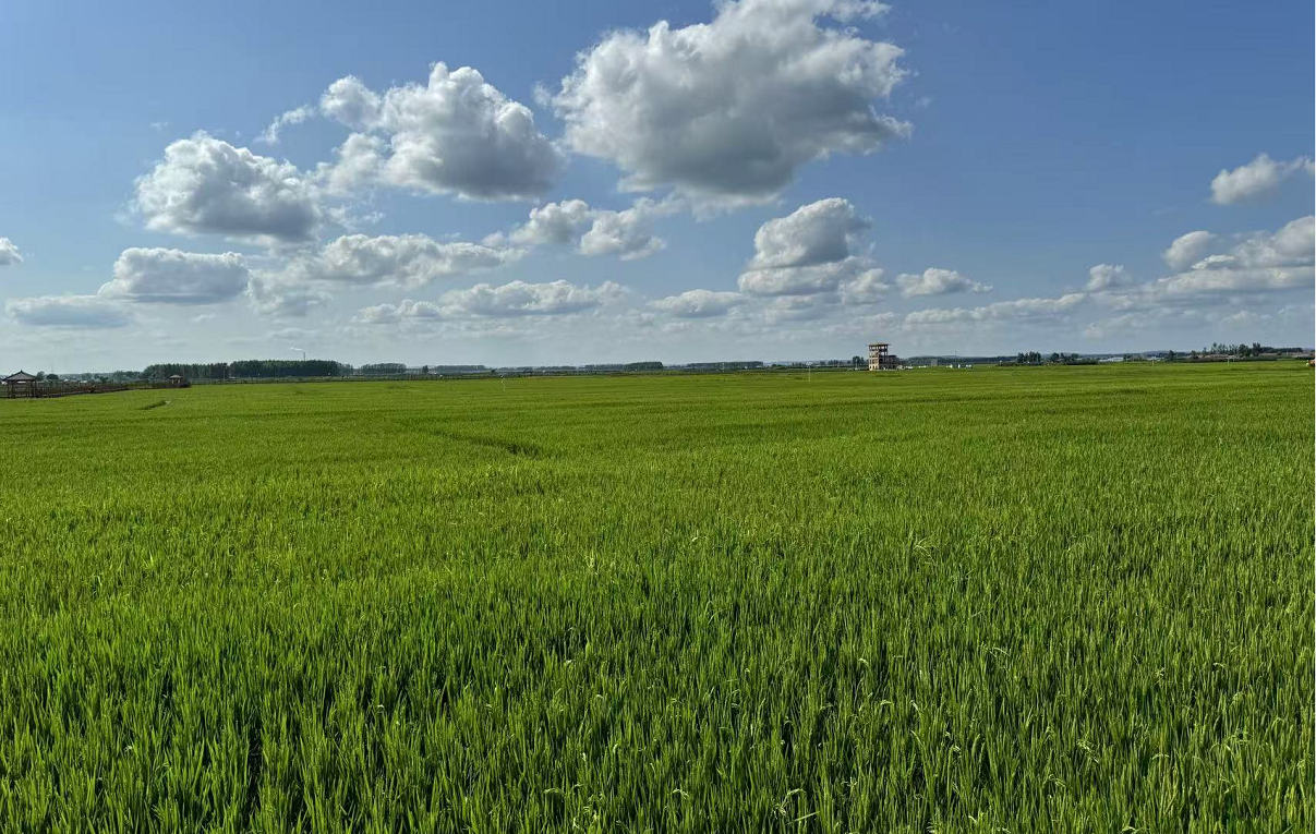 曙光村高标准农田区域