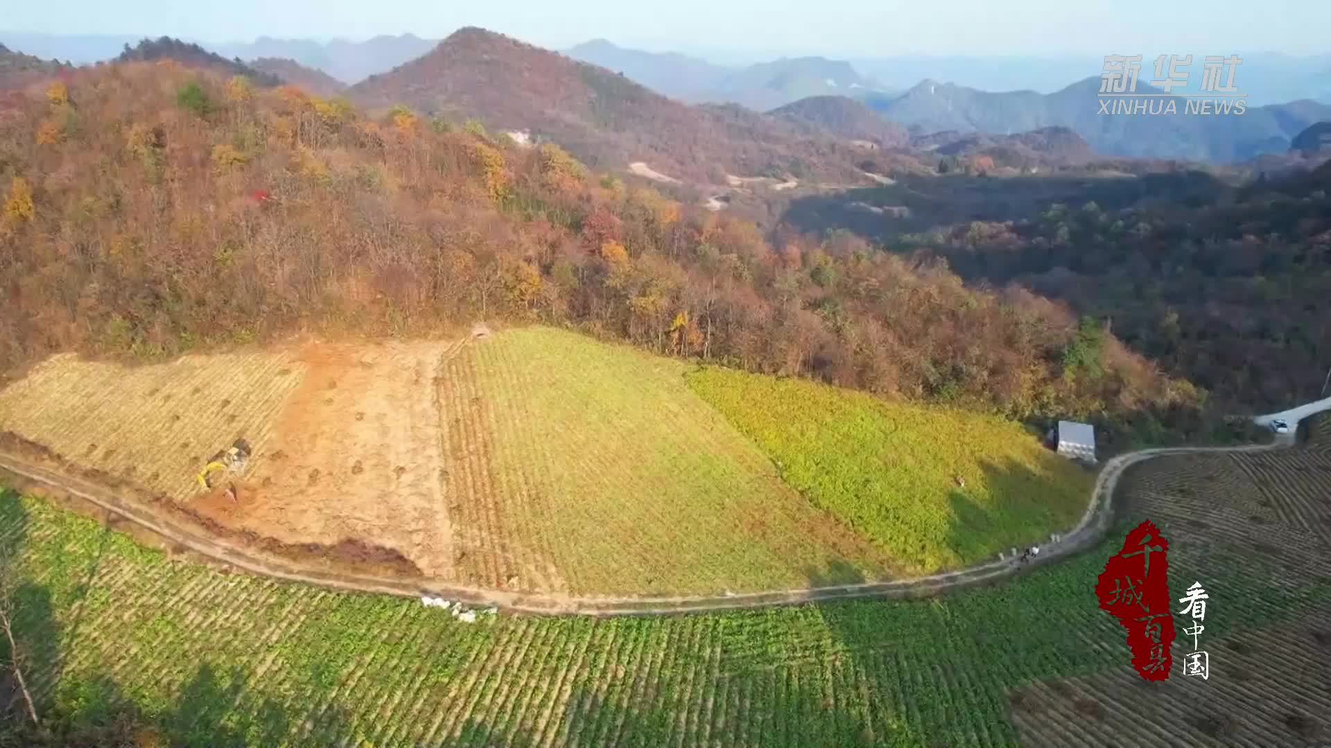 千城百县看中国｜湖北鹤峰：“苦”药材种出“甜”日子