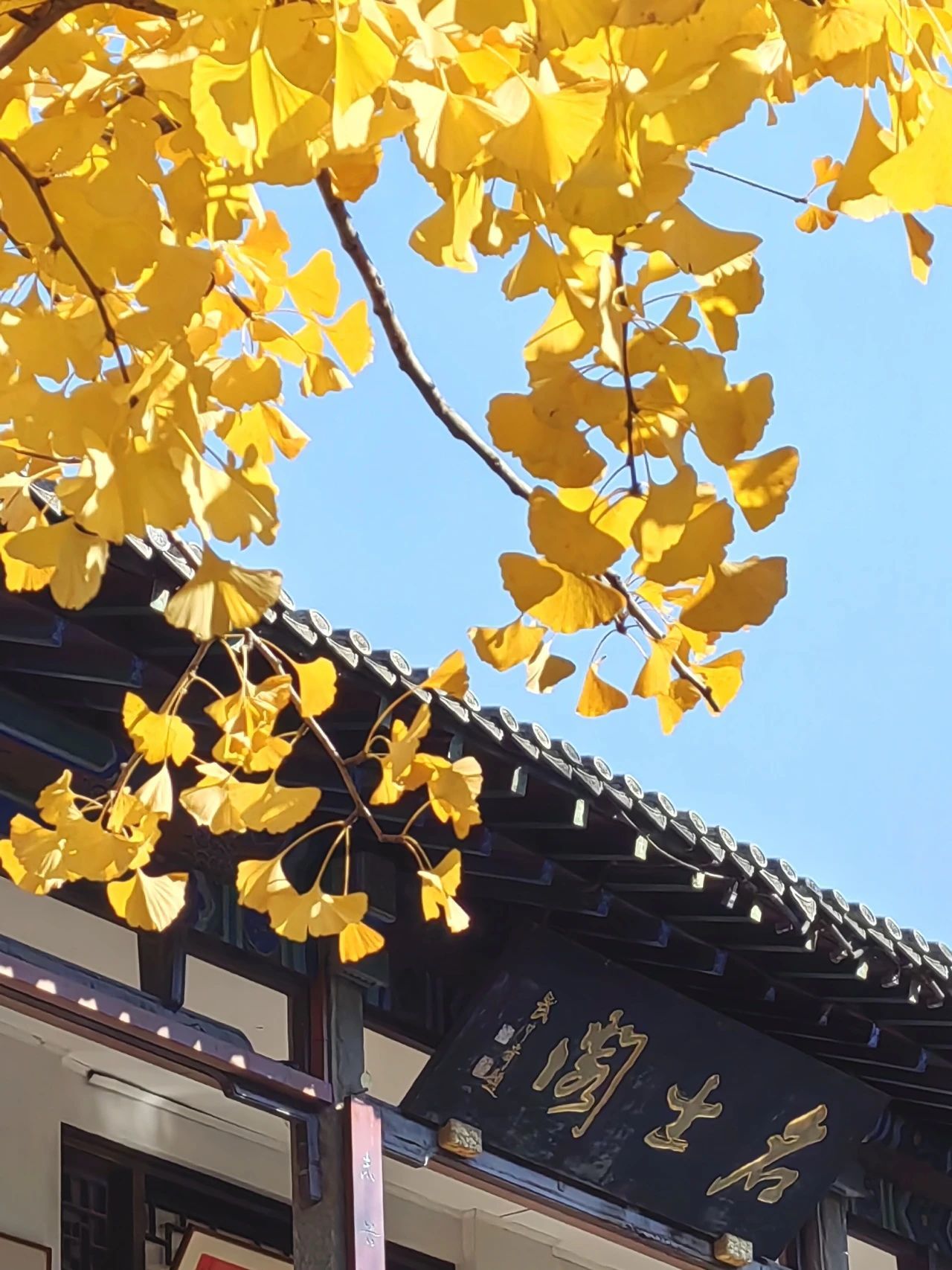 济南的银杏都在哪里？泉城银杏地图来了