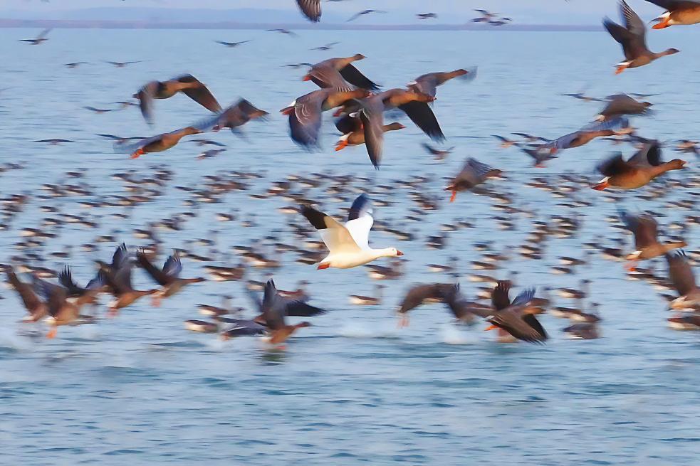 与成群的豆雁齐飞的雪雁(中间白色)。(受访单位供图)