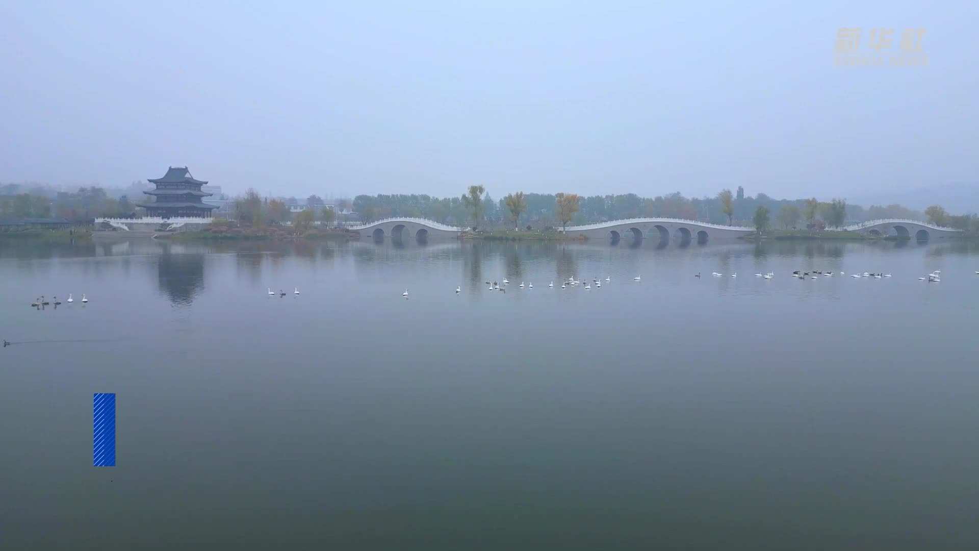 山西晋城：丹河湿地公园迎小天鹅越冬