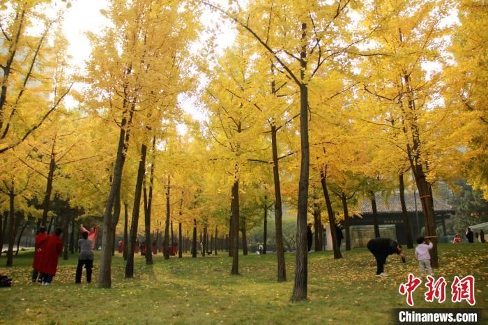 图为众多游客前来观赏银杏美景。 张一辰 摄