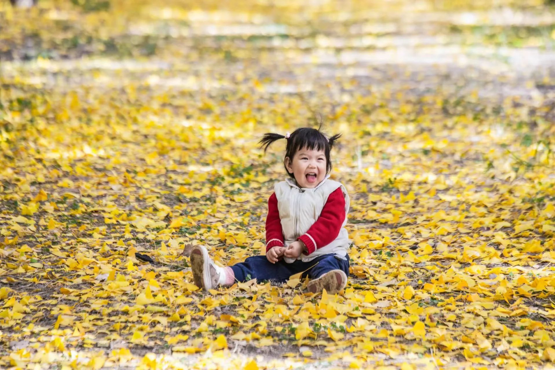 济南的银杏都在哪里？泉城银杏地图来了