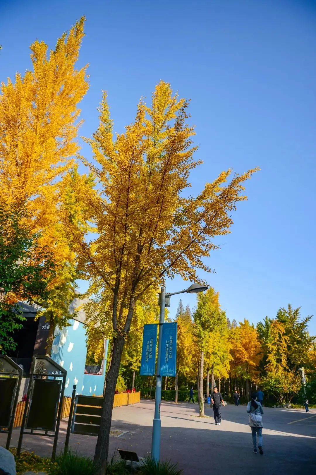 济南的银杏都在哪里？泉城银杏地图来了