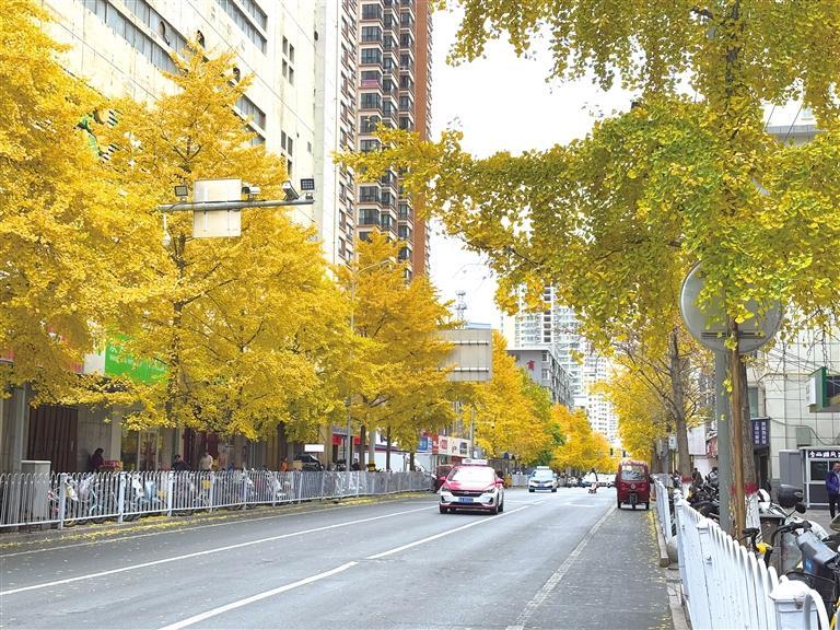 我市街头的银杏树叶子由绿转黄