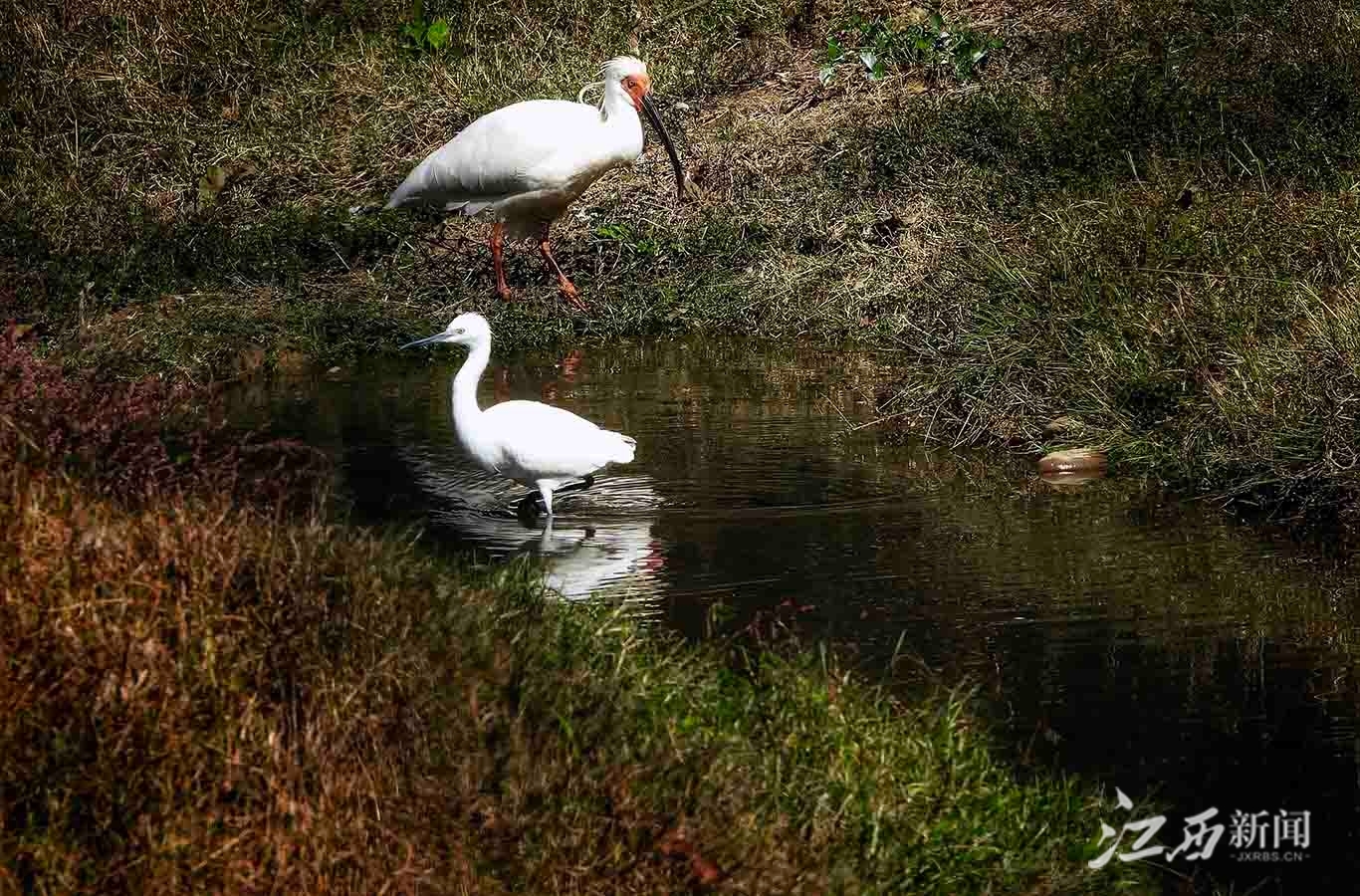 ▲白鹭加入朱鹮的觅食队伍。