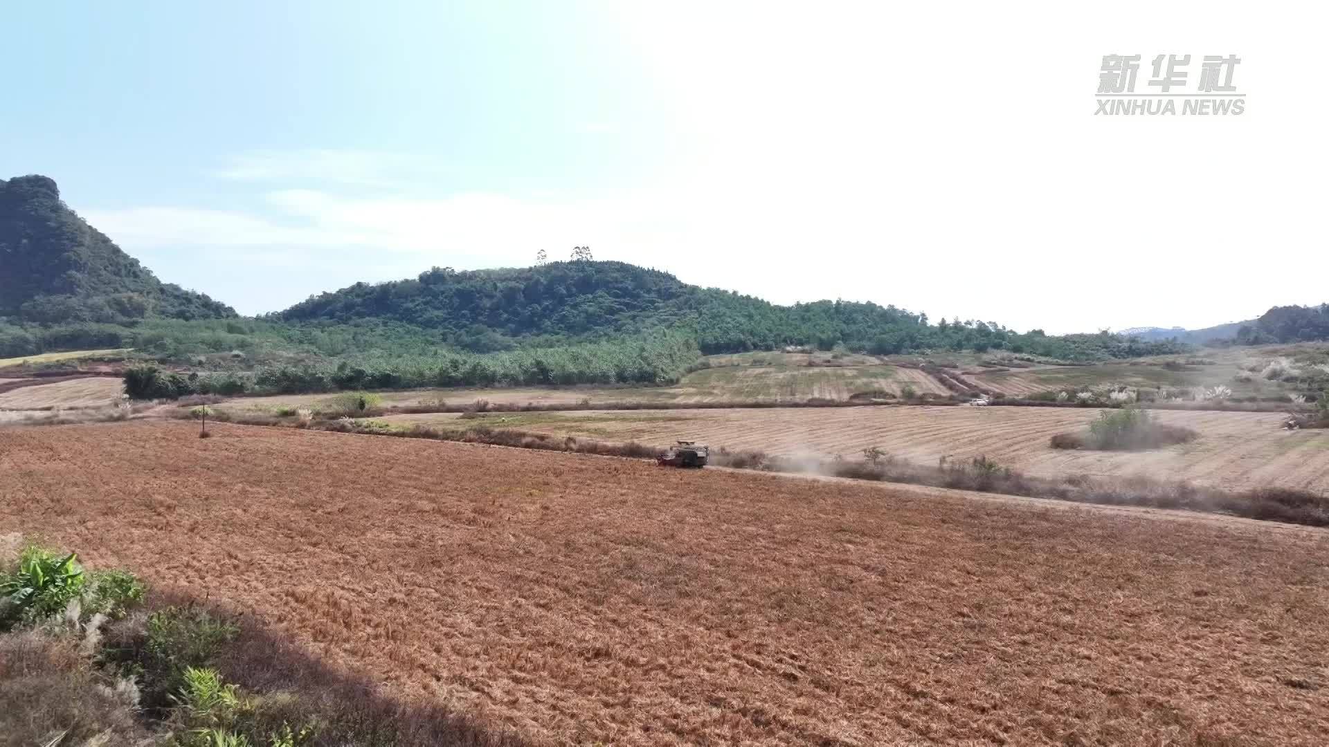 广东英德：撂荒地里长出“金豆豆”