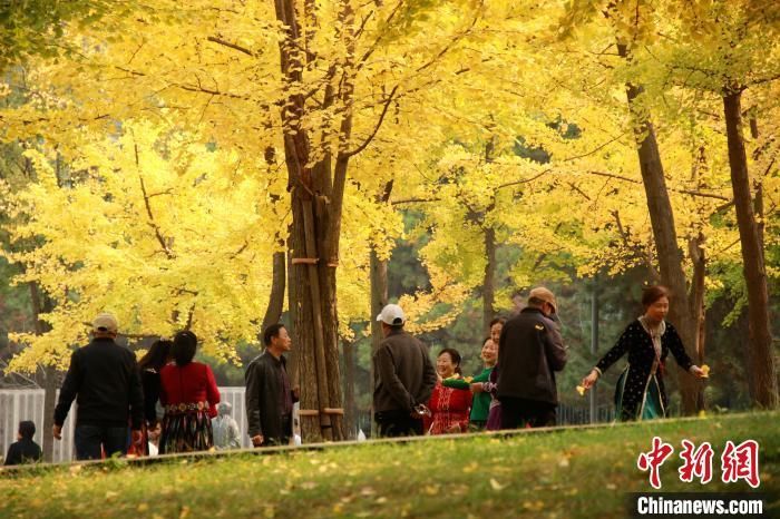 图为众多游客前来观赏银杏美景。 张一辰 摄