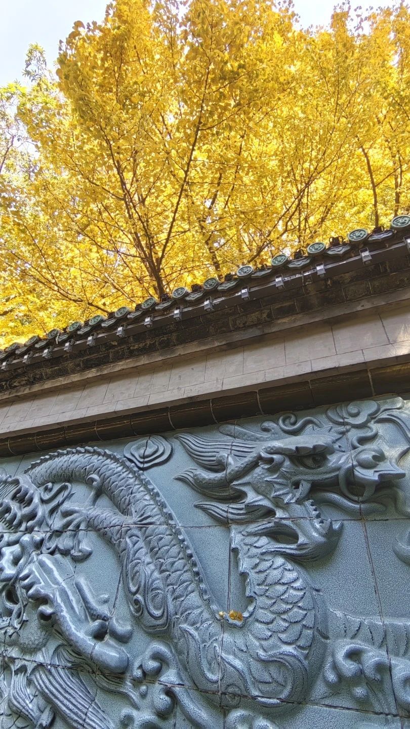 济南的银杏都在哪里？泉城银杏地图来了