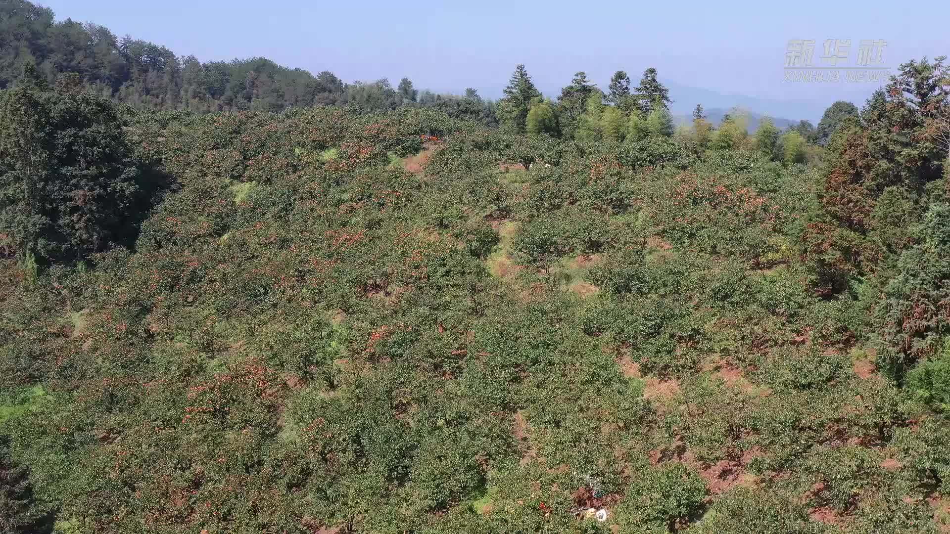 福建沙县：水柿丰收硕果飘