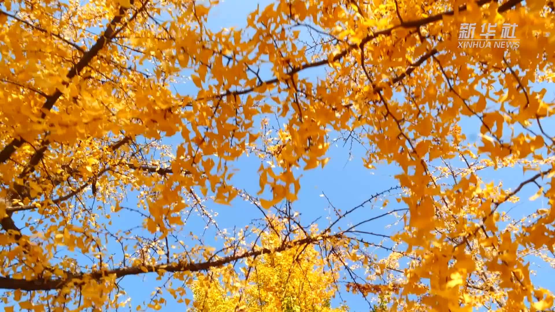 千城胜景｜河北栾城：初冬的石家庄栾城色彩缤纷