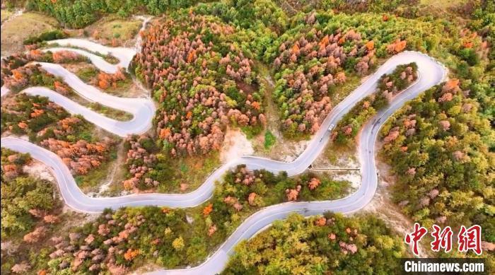 初冬时节，甘肃省陇南市武都区公路旁仍然一派秋日景象，黄红绿相间的公路甚是好看，公路在暖阳的拥抱下，缓缓铺展向远方。图为蜿蜒公路两旁五彩缤纷的景色。龙金铃　摄