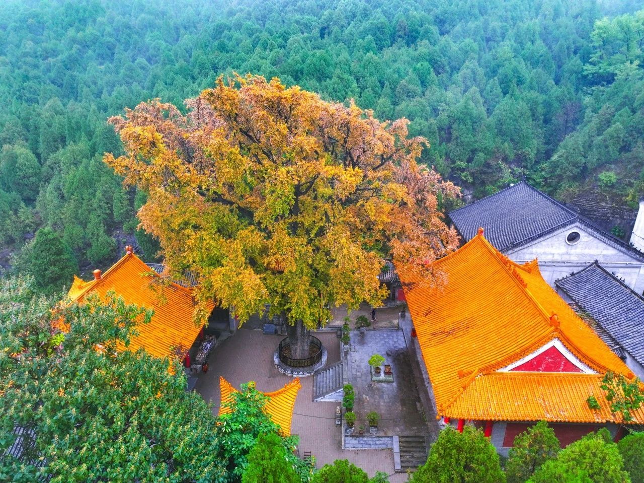 济南的银杏都在哪里？泉城银杏地图来了