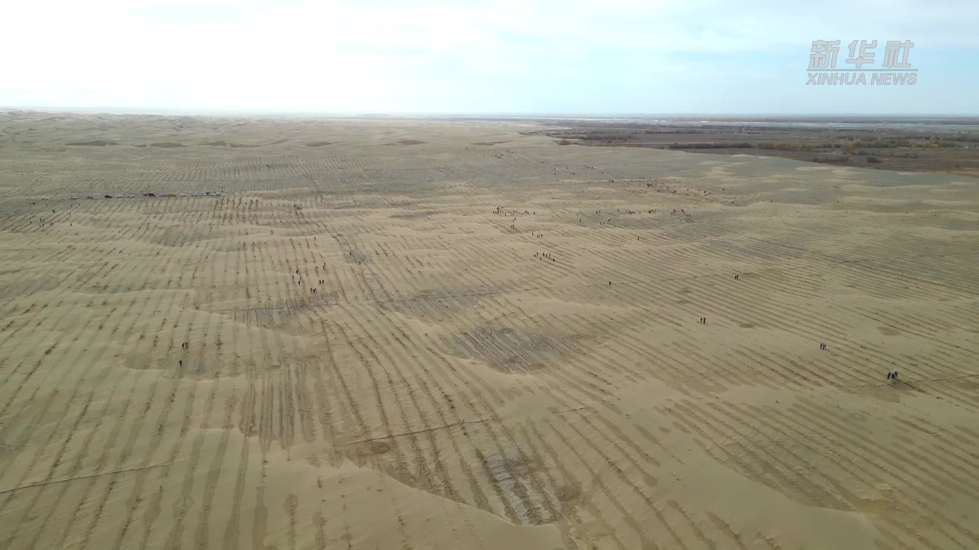 新疆且末县：十多万株树苗扎根塔克拉玛干沙漠