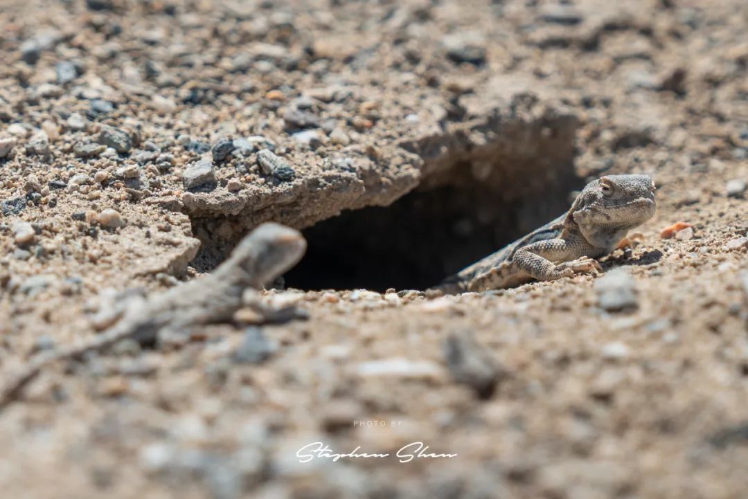 在国道旁边拍到的湖，以及湖边的小蜥蜴。
