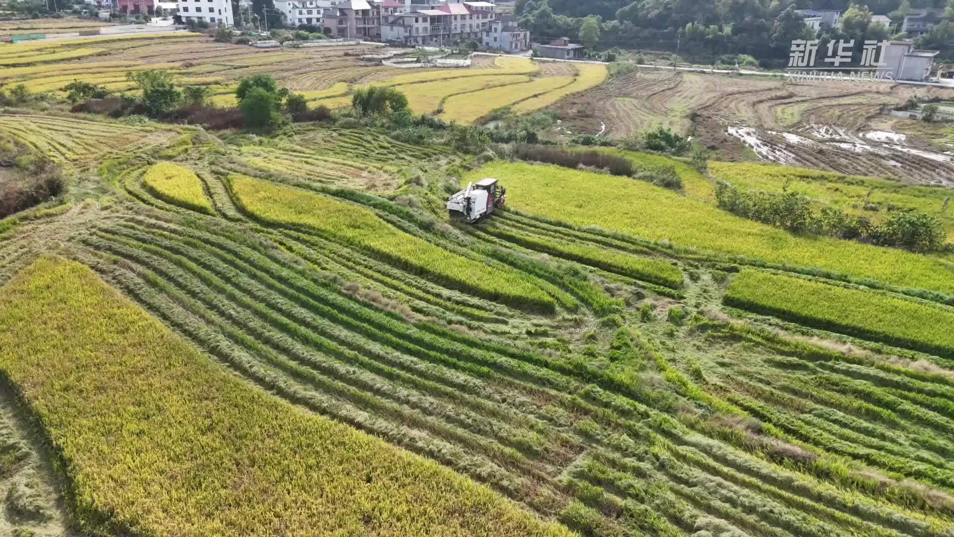 江西万载：风吹稻浪黄 农民收割忙