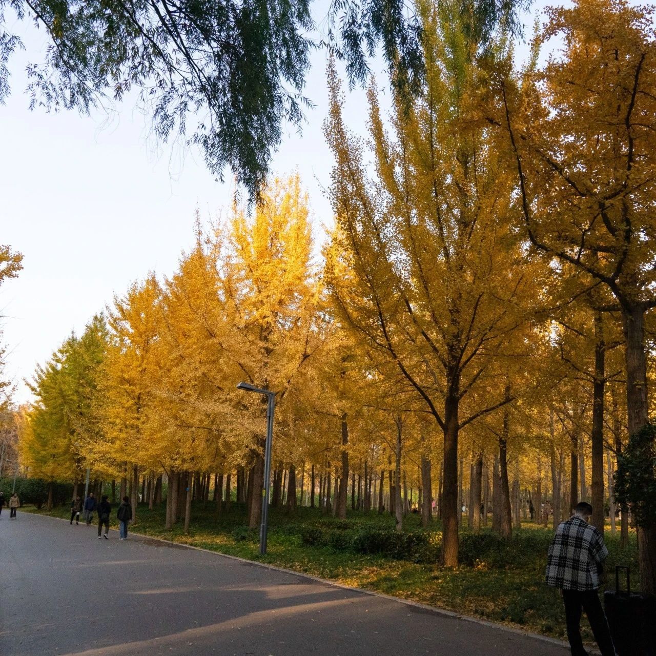 济南的银杏都在哪里？泉城银杏地图来了