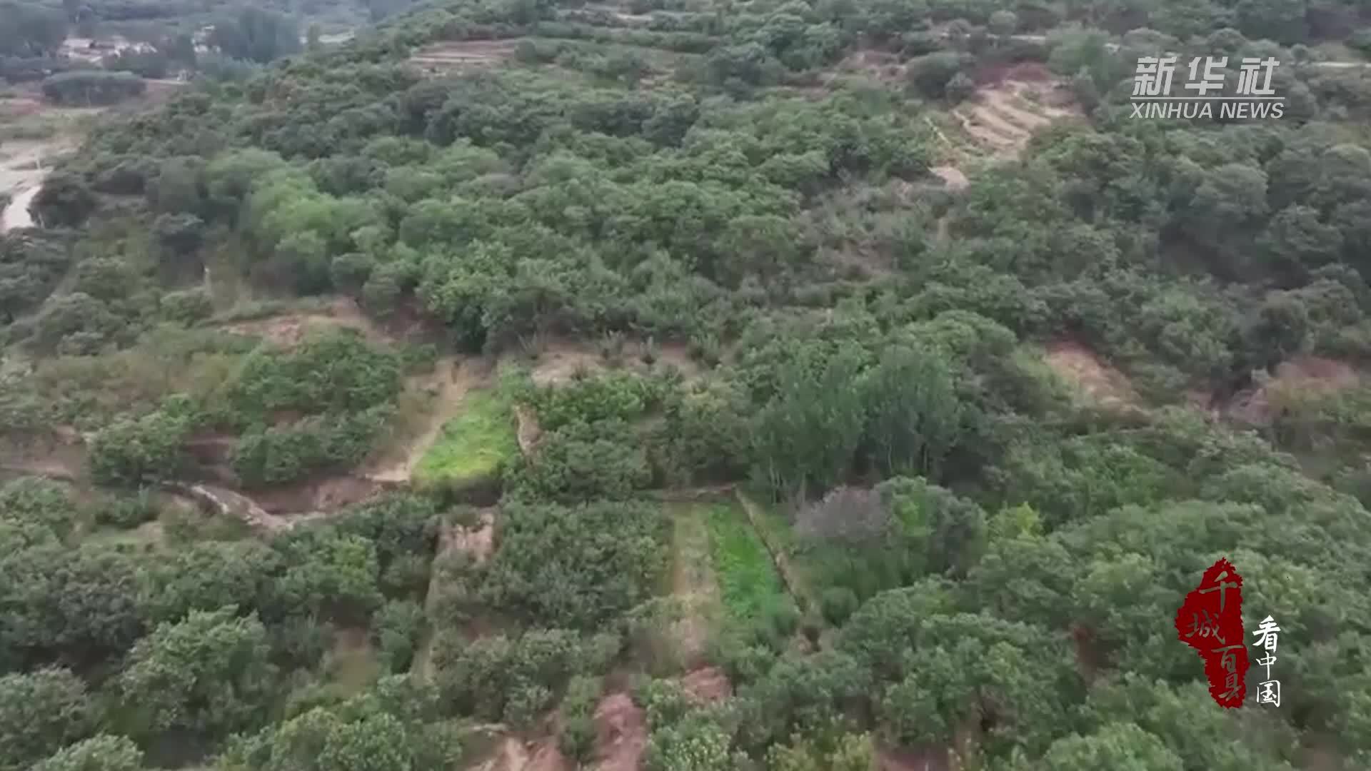 千城百县看中国｜山东岱岳：板栗闯进国际大市场