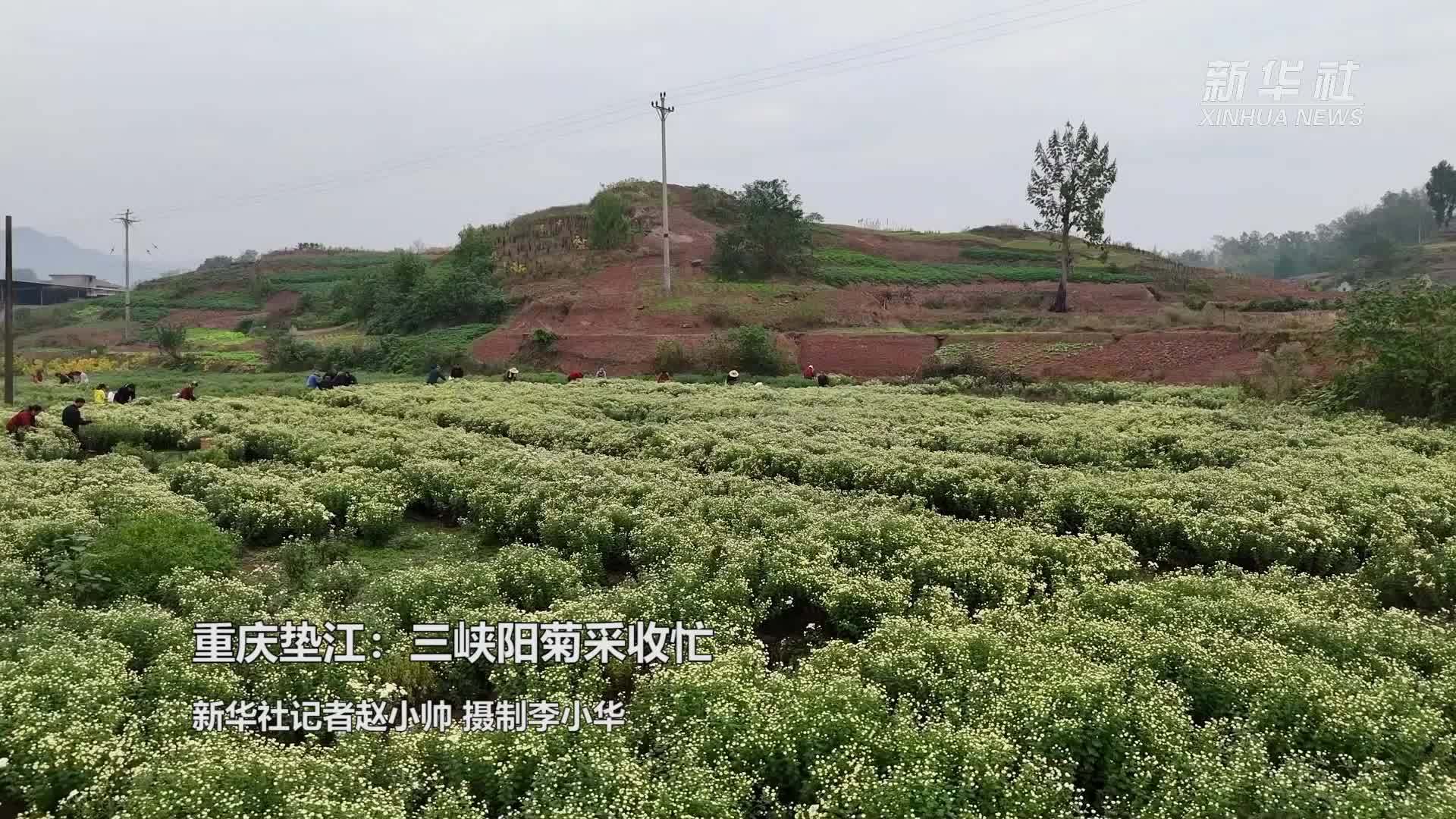 重庆垫江：三峡阳菊采收忙