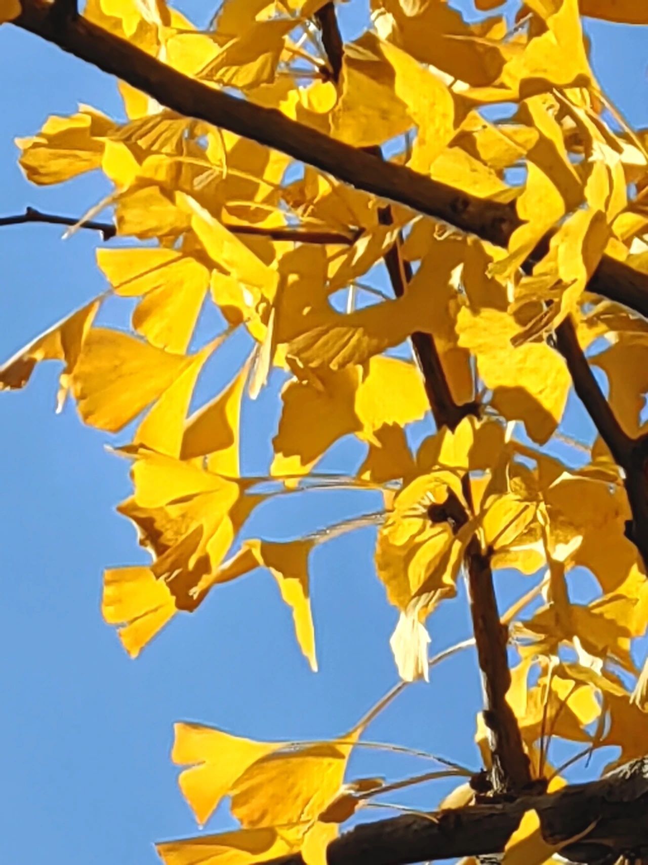 济南的银杏都在哪里？泉城银杏地图来了