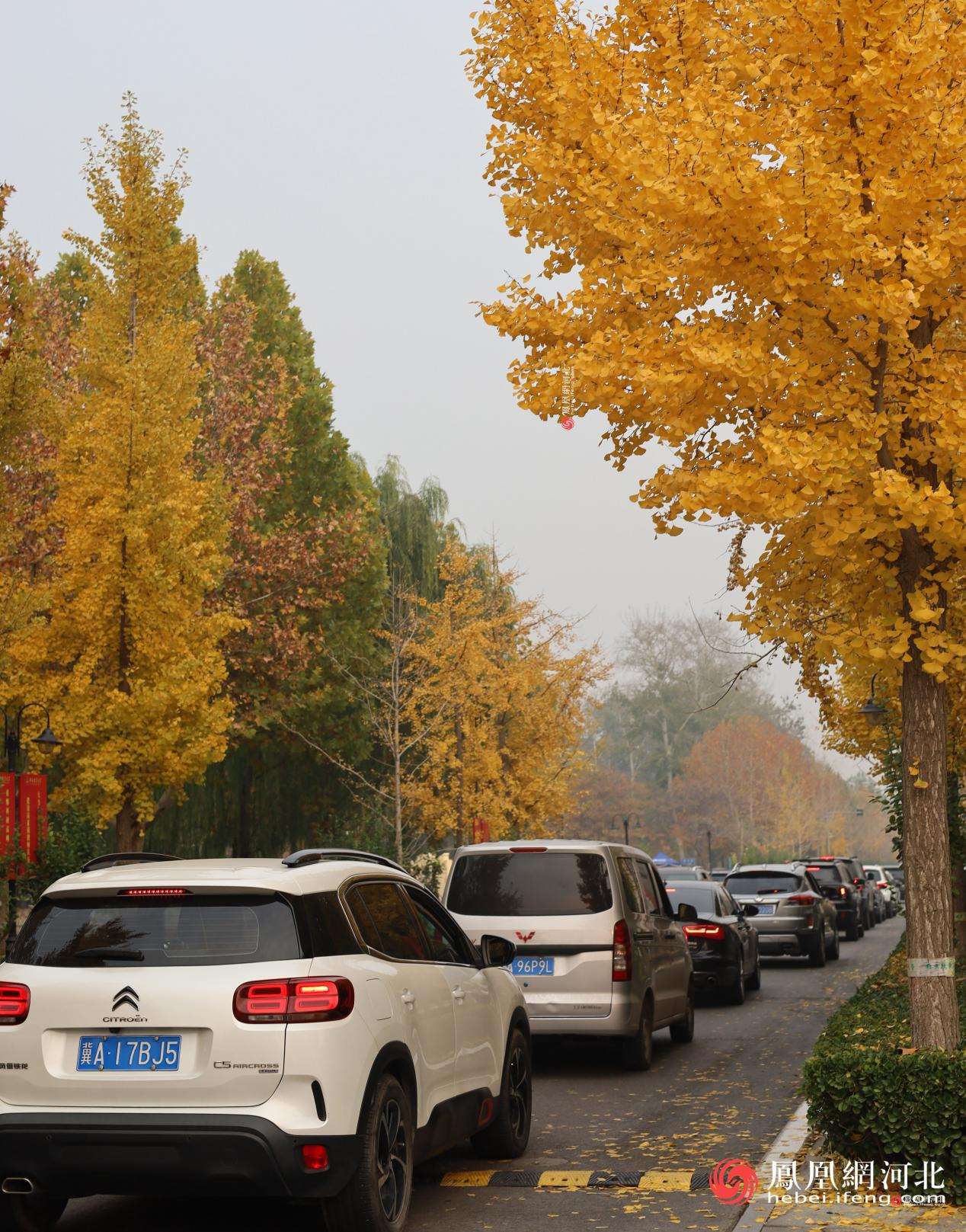 河北经贸大学银杏节现场 蔡柠摄