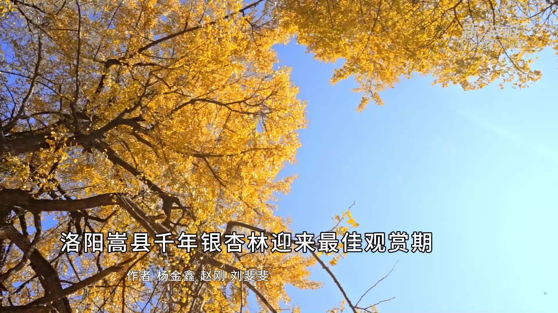 洛阳嵩县千年银杏林迎来最佳观赏期