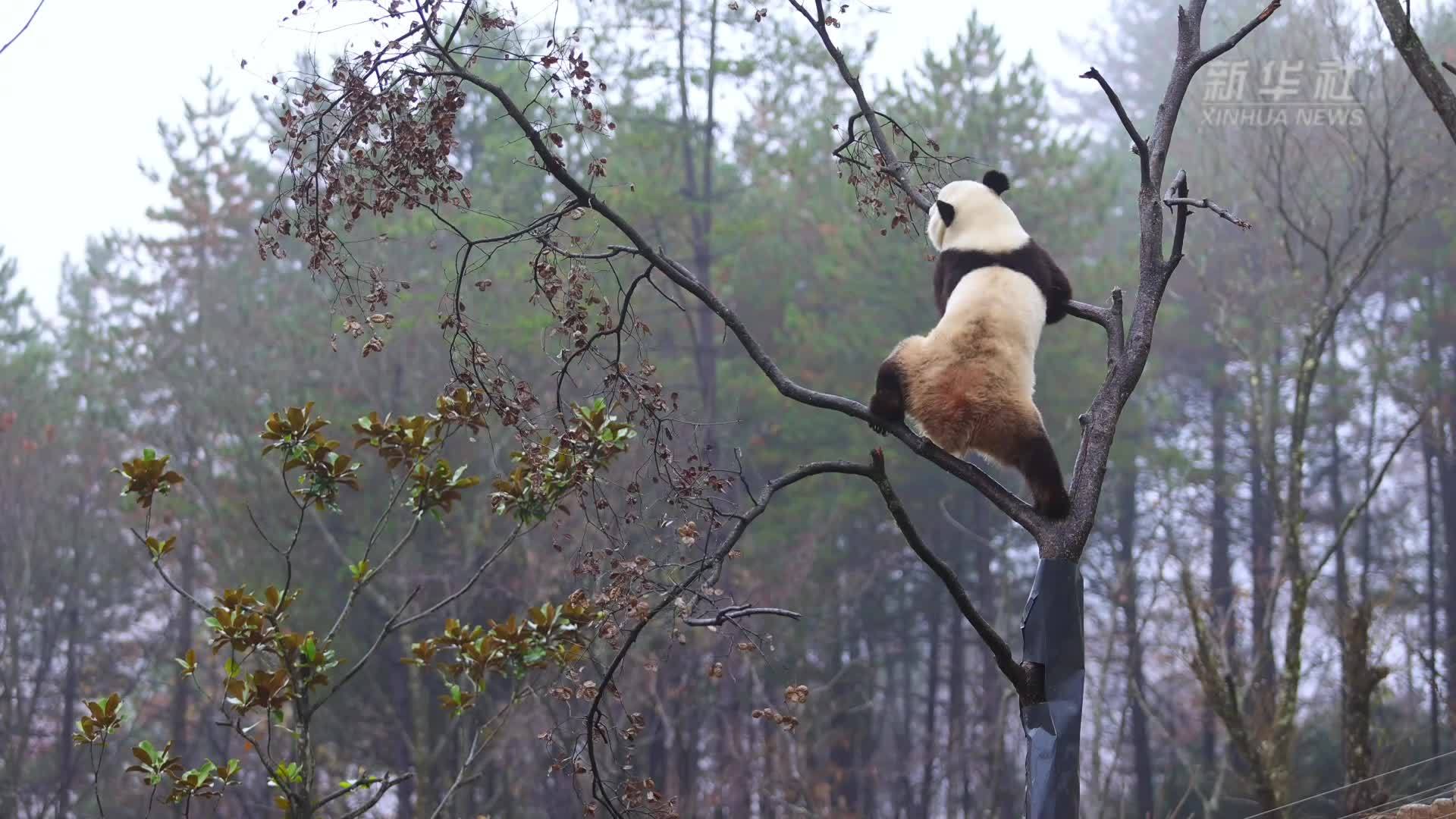 陕西汉中：大熊猫爬树尽显“婀娜多姿”