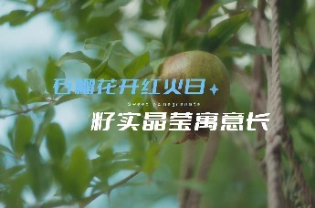 石榴花开红火日 籽实晶莹寓意长