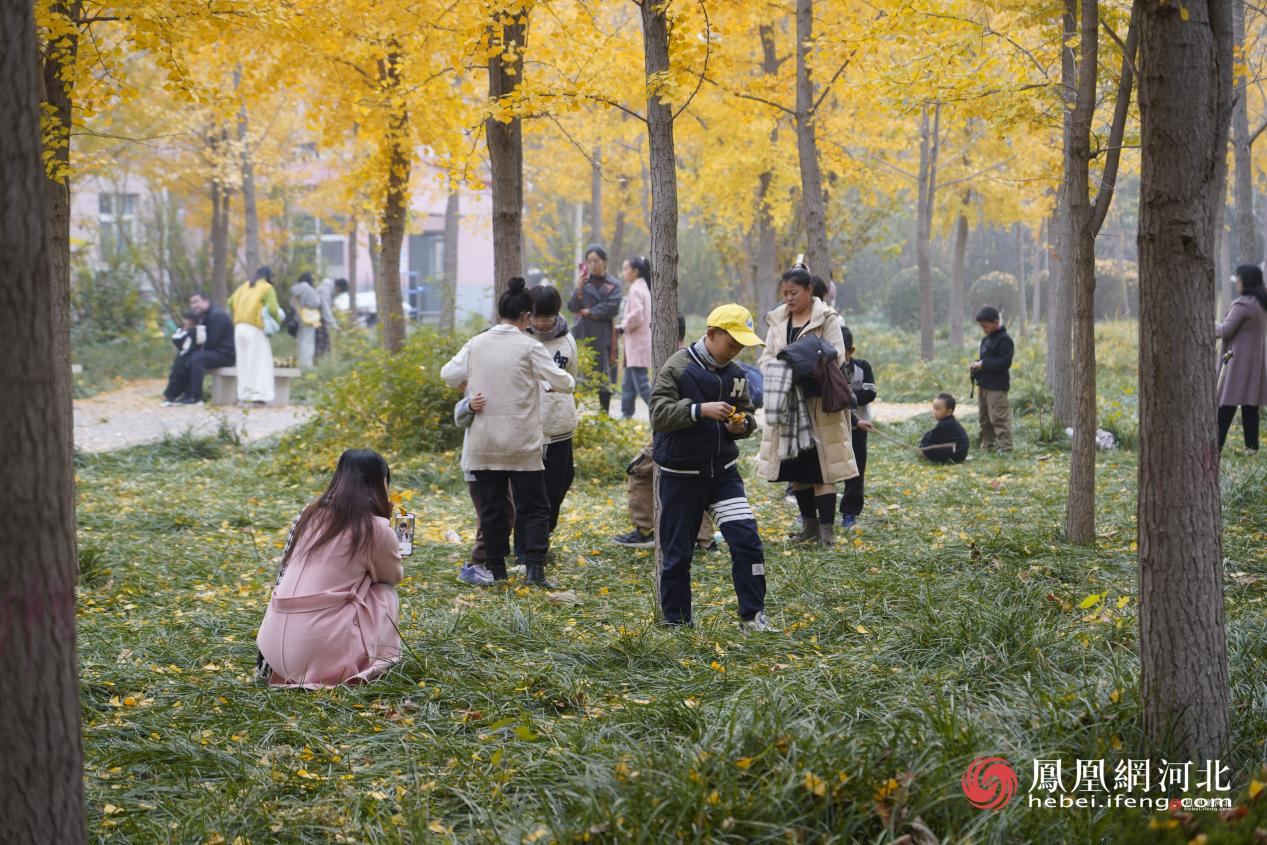 河北经贸大学银杏节现场 蔡柠摄