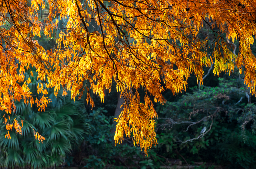 “生态 + 文旅”引领大花果山赏秋新风尚
