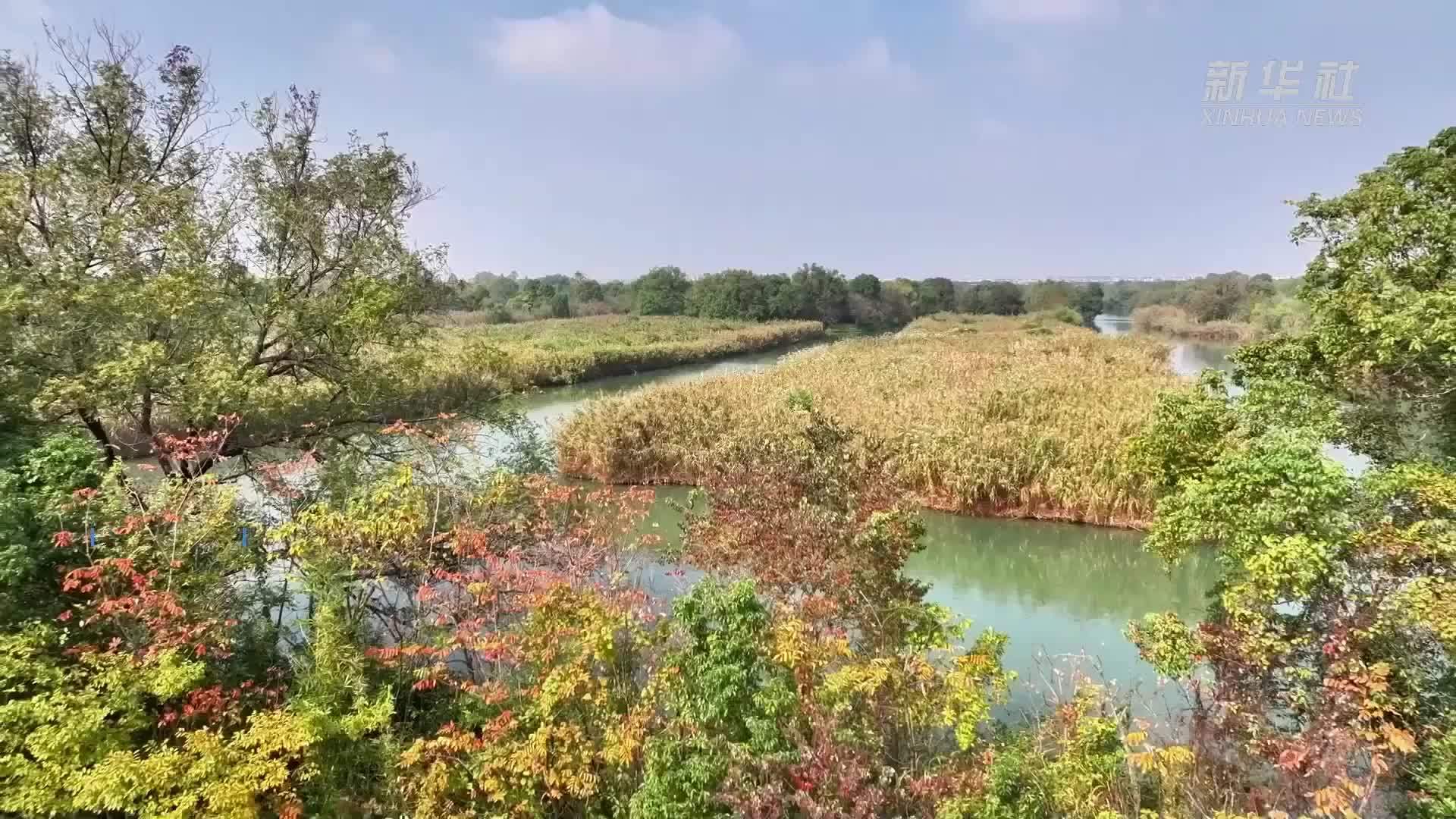 杭州西溪湿地再现“秋芦飞雪”美景