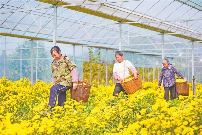 江西：皇菊飘香 助农增收（图）